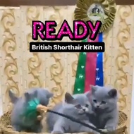 kucing british shorthair kitten // kucing bsh jantan dan betina 