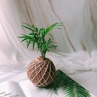 小苔球 袖珍椰子 植栽