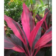 MERAH Andong Atou Leaves Red Hanjuang Leaves Per Sheet