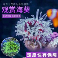 Sea Aquarium Ornamental Sea Anemone Coral Clownfish Sea Fish Pet Nemo Starfish Sea Grass Biological 