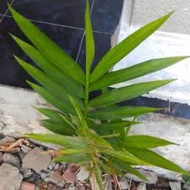 Anak Pokok Bonglai Herba