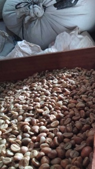 Biji Kopi Mentah Robusta Tempur Jepara Premium 1kg