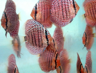 Discus leopard 2 " - live fish