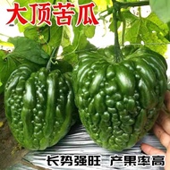 [Hot Sale] Dading Bitter Gourd Seeds Early Ripe Bitter Gourd Seeds Fruit Big Meat Thick Generation M