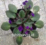 Begonia violces purple /begonia mawar ungu bunga tumpuk bibit tanaman