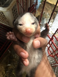Musang Mozaik Muka putih cemong