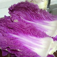 Purple Chinese Cabbage Seeds High-Produced Cabbage Seeds Violet Cabbage Cabbage Cabbage Vegetable Se