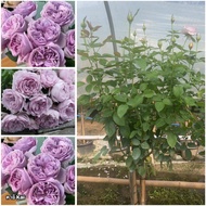 กุหลาบ-ทรีโรสคาอิ Tree Rose Kai  สีม่วงลาเวนเดอร์ ดอกทรงถ้วย หอมแรง