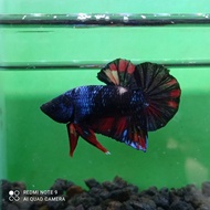 HIASAN AQUARIUM CUPANG AVATAR GORDON NEMO GRADE A+ MALE JANTAN