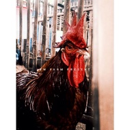 Telur tetas telur fertil ayam kampung merawang blackpermud2 BP2