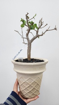 懷特沒藥Commiphora wightii