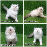 JUAL ANAKAN KUCING KITTEN HIMALAYA HIMA HIMALAYAN