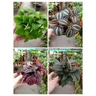 [Paling Horticulture Sdn Bhd] Peperomia Caperata | Rosso | Green | Pilea Spruceana | Pokok Cute Plant Gift