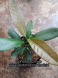Bibit Tanaman Garcinia cambogia / Pohon Asam Gelugur / Fukugi