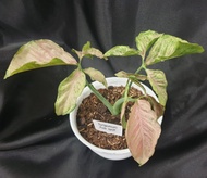 Syngonium Pink Spot (3 daun plus) Tanaman Hias
