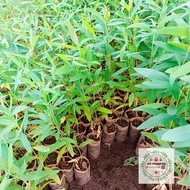 ต้นกล้า ยูคาลิปตัส โตเร็ว ตัดขาย ตัดใช้ง่าย ปลูกเป็นแนวคันนา ปลูกเป็นสวนป่า