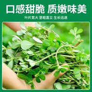 Amaranth Seeds Amaranth Seeds Amaranth Seeds Farm Four Seasons Green Vegetables Potted Wild Vegetabl