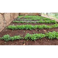 Rocket Salad Pronto / Arugula Seeds (25gm, approx 1000 seeds)芝麻菜 حبوب جرجير للزراعة