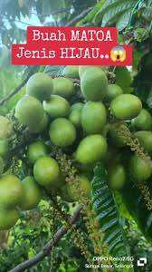 Anak POKOK LONGAN BRAZIL buah matoa buah kristal pokok renek cepat berbuah