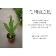 心栽花坊-伯利恆之星/開花植物/觀花植物/售價250特價200