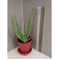 Aleo vera in 5cm pot with pot saucer