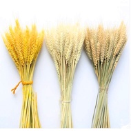 Bông lúa mạch vàng loại VIP 1 chụp ảnh hoặc trang trí nhà cửa Bông Lúa Mạch Khô Decor Trang Trí - Tà