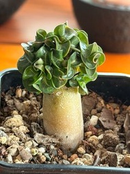 泰國🇹🇭金邊羊角沙漠玫瑰，塊根植物，多肉植物