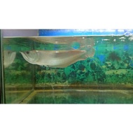 Dijual IKAN ARWANA SILVER RED 45 cm Diskon