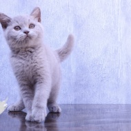 Kucing british shorthair