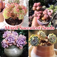 [Fast Germination] Singapore Ready Stock 100pcs Mix Rare Succulents Plants Seeds Garden Home Decor Easy To Grow Potted Multicolour Flower Seed Yard Bonsai Seed Flower Seeds Live Plants Air Plant Seed Plants for Sale
