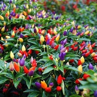 Rainbow Chili Plants - Unique Colorful Chili - Beautiful Spicy Home Garden Decoration - Bolivian Rai