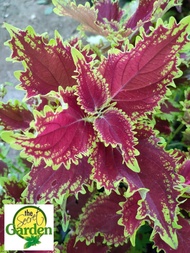 Mayana Coleus Christmas Lace (Rare) with FREE garden soil (Outdoor Plant, Real Plant, Live Plant and Limited Stock)