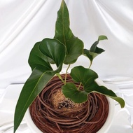 Seeds 🌿 Tanaman hias Anthurium corong - Anthurium corong hias
