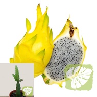Yellow Dragon Fruit Plant Anak Pokok Buah Naga Kuning 黄皮龙珠果苗  黄火龙果苗 IOB