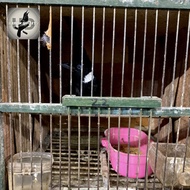burung cililin hitam jantan