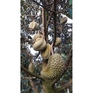 Pokok Hybrid Musang King D197