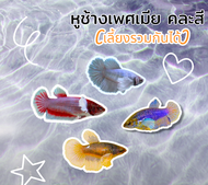 ปลากัดหูช้างเพศเมีย คละสี (เลี้ยงรวมกันได้) มีรับประกันสินค้า