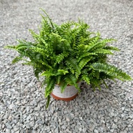 90s Greenovation Live plant Boston fern 波士顿蕨P120