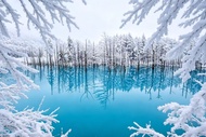 [Chinese & English Guide] Hokkaido Popular Day Tour | Asahiyama Zoo & Biei Instagram-worthy Trees & 