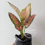 (5) Aglaonema Varieties Uprooted Live Plants (LUZON ONLY)