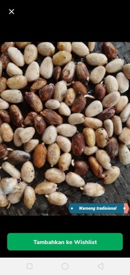 bibit tanaman buah kakao/ benih coklat siap di semai 50 biji VIRAL UNGGUL