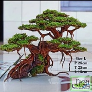 Bonsai Aquascape Triple Size XL Export Quality