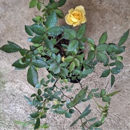 yellow rose big pot.