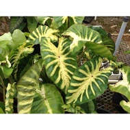 colocasia maui sunrise (improve version)