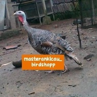 Ready Ayam Kalkun Betina Siapan Produksi Istimewa -Lapak Robi