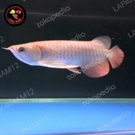 arwana golden red 35cm