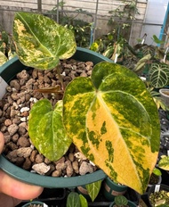 Bibit Bonggol Anthurium Variegata H054 / Kuping Gajah Hybrid Import