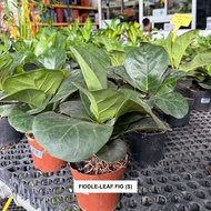 Fiddle-Leaf Fig (Ficus lyrata) - Indoor Plant