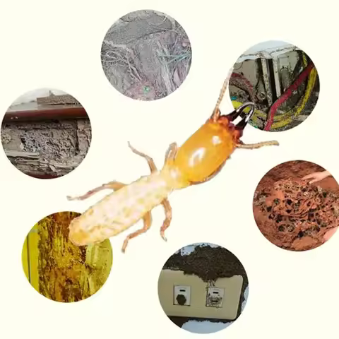 Termite Bait Station Termite Trap Box For Outdoor Gargen Effective Indoor Termit