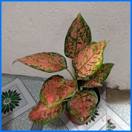 ┇ ➮ ▝ Pink Valentine Aglaonema